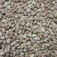 باقالی خشک امسالی|خوردنی و آشامیدنی|نیشابور, فردوس شمالی|دیوار