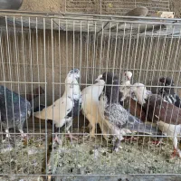 کبوتر غریبگیری|پرنده|قم, نیروگاه|دیوار