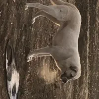 توله سگ ماده دورگه سرابی-پژدر|سگ|پیرانشهر, |دیوار