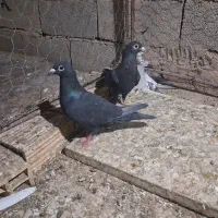 کبوتر