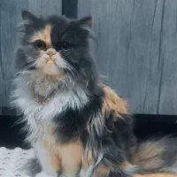 گربه ماده جهت جفت