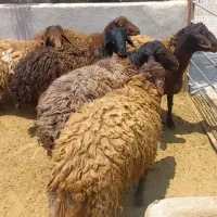 ۵همو ۲۰۰ملیون ۲هترو ۵۰ ملیون نر ژندار.سیاه وسرخ|حیوانات مزرعه|جوادآباد, |دیوار