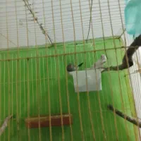 فنچ جفت کار داده ۱ساله