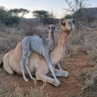 شیر تازه شتر موجود میباشد با تغذیه گیاهان دارویی