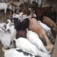 کهره نر و بز با قصابی خود بندرعباس|حیوانات مزرعه|بندرعباس, |دیوار