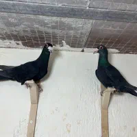 کبوتر کرمونی