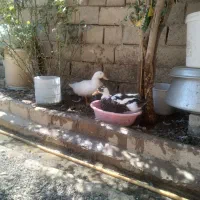 اردک|حیوانات مزرعه|صحنه, |دیوار