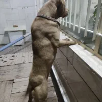 سگ پیت بول