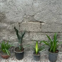 فروش تعدادی گل و گلدان|گل و گیاه طبیعی|بندرعباس, |دیوار