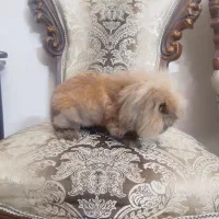 خرگوش مینی لوپ بالغ