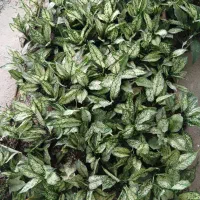 تخفیف ویژه به مناسبت روز مادر|گل و گیاه طبیعی|شیراز, باغ تخت|دیوار