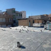 کبوتر درجه یک