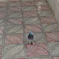 200 پرشی|پرنده|قوچان, |دیوار