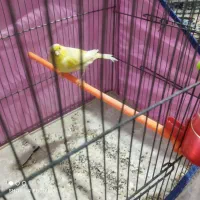 قناری لیمویی