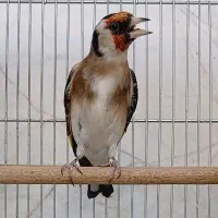 سهره جوجه پارسالی تازه صاف