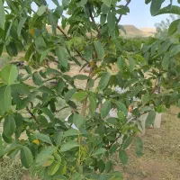 فروش-خانه-باغ