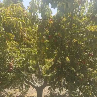 فروش فوری باغچه450متری چهاردیوارچهار باغ عرب اباد|فروش زمین و ملک کلنگی|کرج, عظیمیه|دیوار