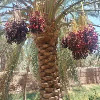 آب جهر یا ریگی در بروات شرب میکنم..اجاره میکنم آب
