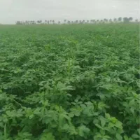 فروش یونجه باغی