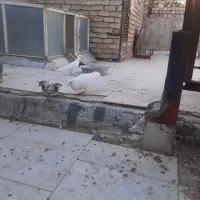 کبوترمسافتی پاک