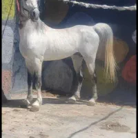 اسب پهلوان کره تک پهلوان نعیم