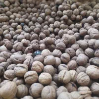 گردو|خوردنی و آشامیدنی|جوانرود, |دیوار