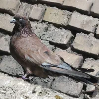 کبوتر رنگی و دو رگ|پرنده|اهواز, کوی ایثار|دیوار