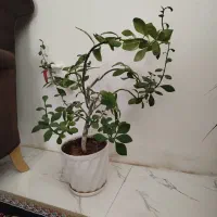 گل زیبای فردوس