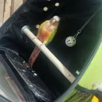 گم شده پرنده