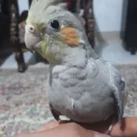 عروس هلندی سینامون نر سخنگو