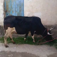 گاو دورگ محلی ۸ماه ابستن|حیوانات مزرعه|شیرگاه, |دیوار