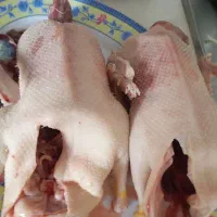 موجود زنده و پرکنده اردک محلی