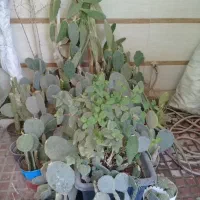 ۳۵ عدد کاکتوس مادر میوه بده