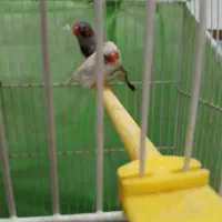 ۵ عدد فنچ با تمام لوازم