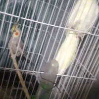 عروس هلندی جفت کار داده