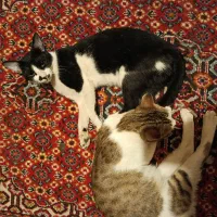 دوتا گربه نر و ماده