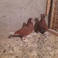 کبوتر|پرنده|تبریز, |دیوار