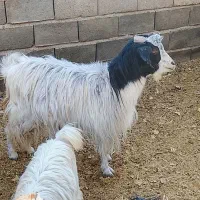 ۲ عددبزابست