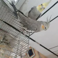 عروس هلندی|پرنده|دزفول, |دیوار