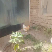 جفت برهما|حیوانات مزرعه|خواجه, |دیوار