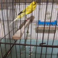 قناری رسمی بلند کشیده و قلمی