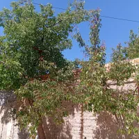 فروش-باغ-انگوری