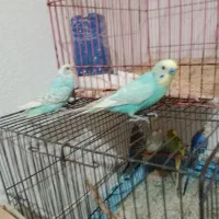 یه جفت مرغ عشق رینبو و جفت فنچ