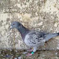 کفتر|پرنده|سرایان, |دیوار