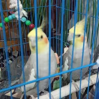 عروس هلندی نر ماده