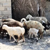 میش بره دار و آبستن