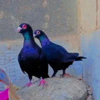 زاغ کرمانی  و تهرونی|پرنده|مشهد, شهرک مهرگان|دیوار