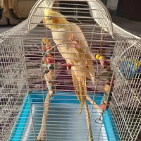 عروس هلندی ماده لوتینو