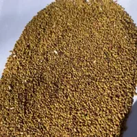 بذریونجه،سازگاربه کم آبی