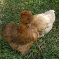 مرغ ابریشمی اصلی|حیوانات مزرعه|شهریار, شهریار|دیوار